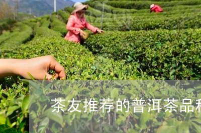 茶友推荐的普洱茶品种图片/2023121851483