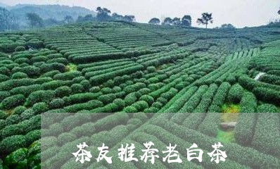 茶友推荐老白茶/2023060965049