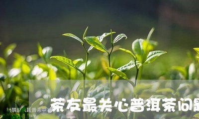 茶友最关心普洱茶问题/2023101752918