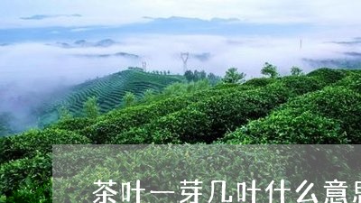 茶叶一芽几叶什么意思/2023071647451