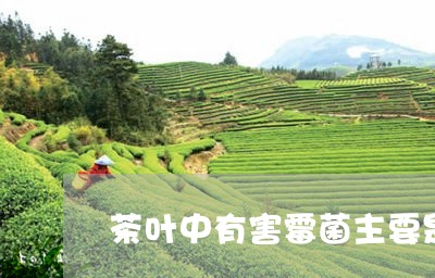 茶叶中有害霉菌主要是/2023061127369