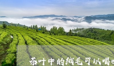 茶叶中的绒毛可以喝吗/2023092277381