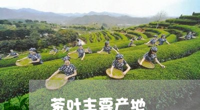 JN江南体育最新官网入口茶叶主要产地-茶叶主要产地在哪个省(图1)