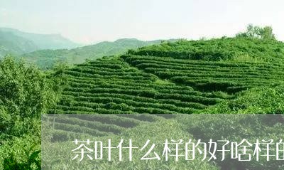 茶叶什么样的好啥样的茶叶是好的/2023060103936