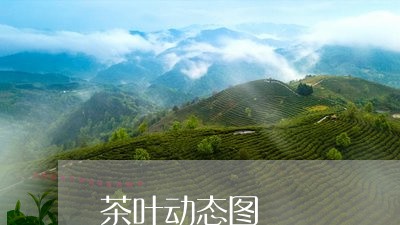 茶叶动态图/2023090278572