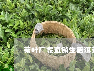茶叶厂家直销生普洱茶/2023121823069