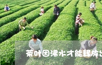 茶叶因沸水才能释放出深蕴的清香/2023060123936