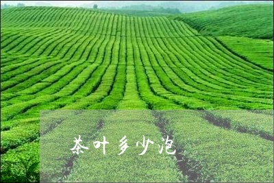 茶叶多少泡/2023041800948