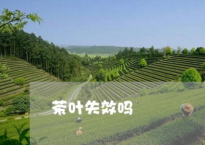 茶叶失效吗/2023041859208