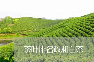 茶叶排名政和白茶/2023090722613