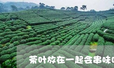 茶叶放在一起会串味吗/2023092240604