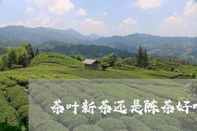 茶叶新茶还是陈茶好喝/2023092261605