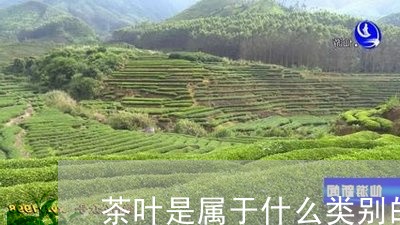 茶叶是属于什么类别的茶叶有哪几类/2023060419585