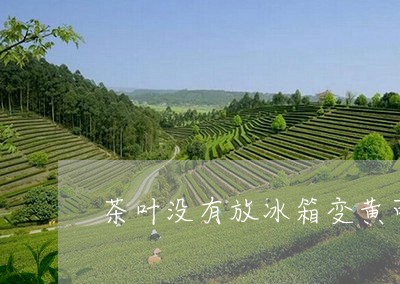 茶叶没有放冰箱变黄可以喝吗/2023052615837