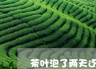 茶叶泡了两天还能喝吗/2023092270525