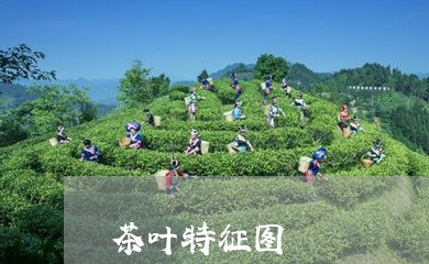 茶叶特征图/2023090298371