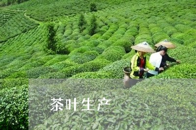 茶叶生产/2023121861371