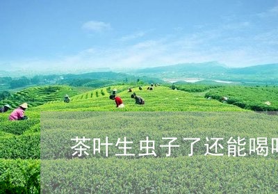 茶叶生虫子了还能喝吗/2023092141482