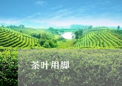 茶叶用脚/2023090115939