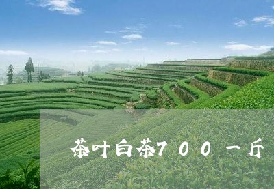 茶叶白茶700一斤/2023071341626