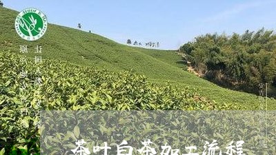 茶叶白茶加工流程/2023071028169