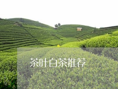 茶叶白茶推荐/2023052439925