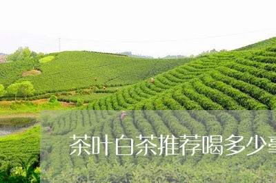 茶叶白茶推荐喝多少毫升/2023111739402