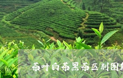 茶叶白茶黑茶区别图解说明/2023042839591