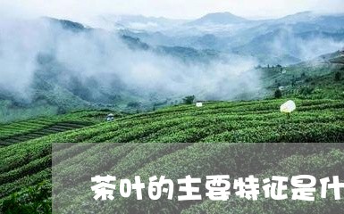 茶叶的主要特征是什么/2023092377535