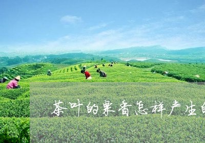 茶叶的栗香怎样产生的/2023092229591