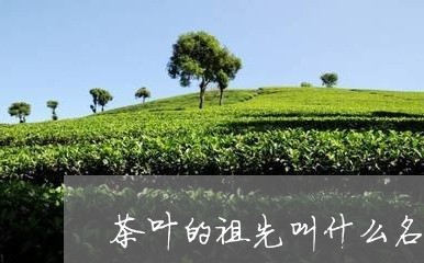 茶叶的祖先叫什么名字/2023061174038