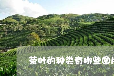 茶叶的种类有哪些图片茶的品级/2023053137270