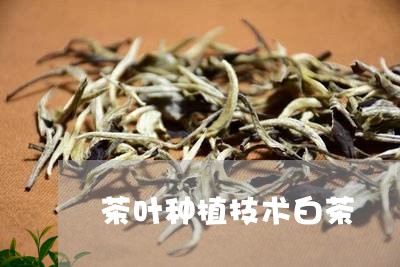 茶叶种植技术白茶/2023071082937