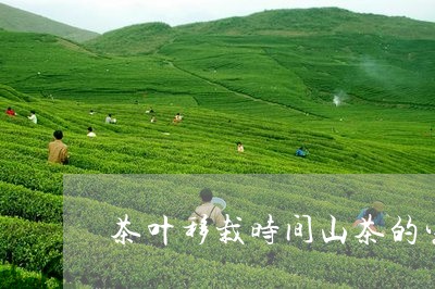 茶叶移栽时间山茶的生长周期/2023052640493