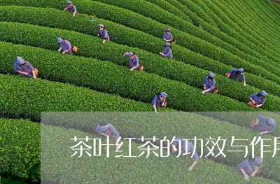 茶叶红茶的功效与作用/2023061002713