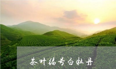 茶叶编号白牡丹/2023112372816