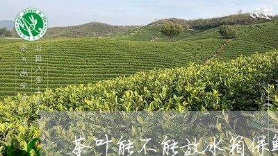 茶叶能不能放冰箱保鲜/2023092319383