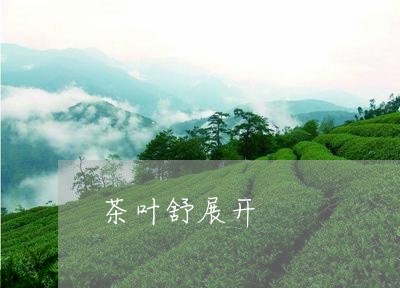 茶叶舒展开/2023041717601