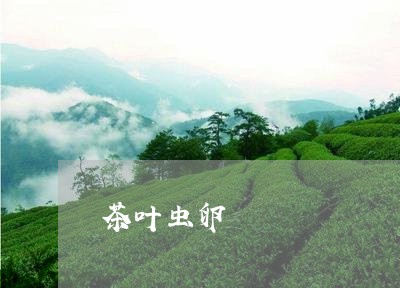 茶叶虫卵/2023090139370