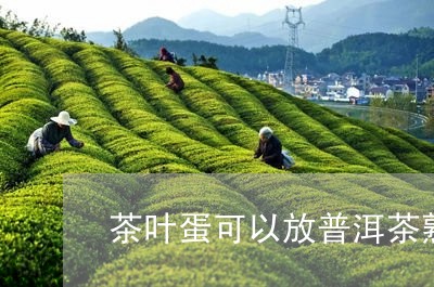 茶叶蛋可以放普洱茶熟茶吗/2023110881704