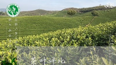 茶叶评比/2023121915837