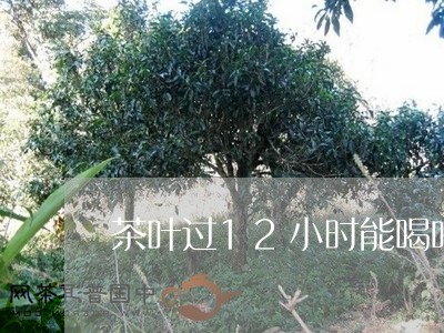 茶叶过12小时能喝吗/2023061192929