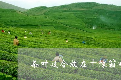 茶叶适合放在干燥箱吗/2023092183706