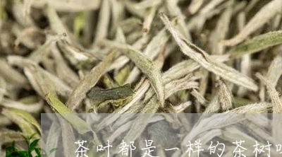 茶叶都是一样的茶树吗/2023092288816