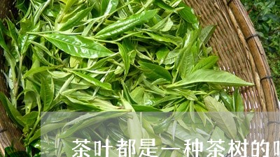 茶叶都是一种茶树的吗/2023092250382