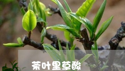 茶叶里草酸/2023041750813