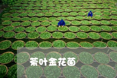 茶叶金花菌/2023041848750