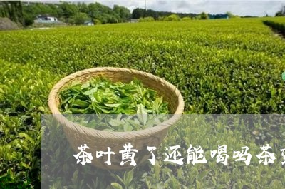 茶叶黄了还能喝吗茶变色了还能喝吗/2023060428280