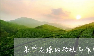 茶叶龙珠的功效与作用/2023092339694