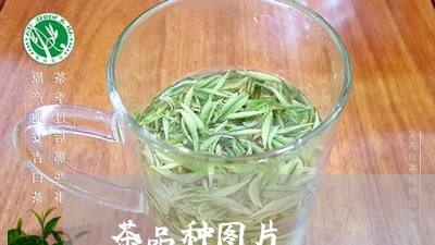 茶品种图片/2023090286147